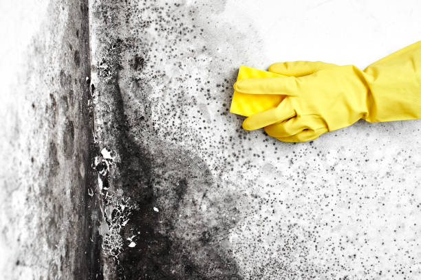 Best Best Mold Removal Companies  in Centuria, WI