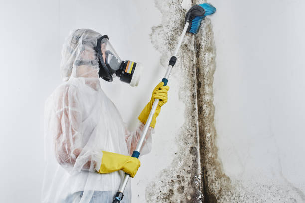 Best Black Mold Removal  in Centuria, WI