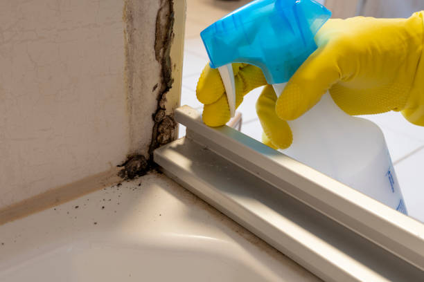 Best Mold Damage Repair  in Centuria, WI