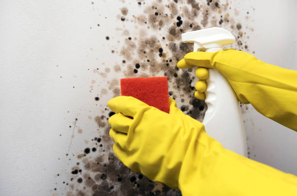 Best Mold Testing  in Centuria, WI