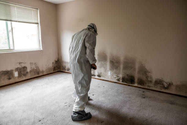 Best Local Mold Removal Service  in Centuria, WI