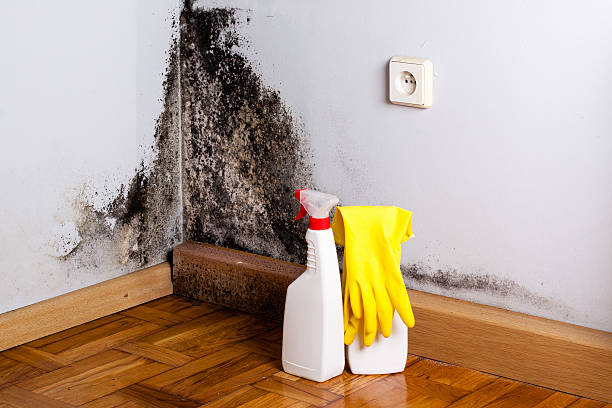 Best Mold Removal Process  in Centuria, WI