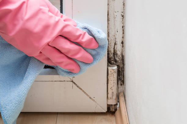 Best Commercial Mold Removal  in Centuria, WI